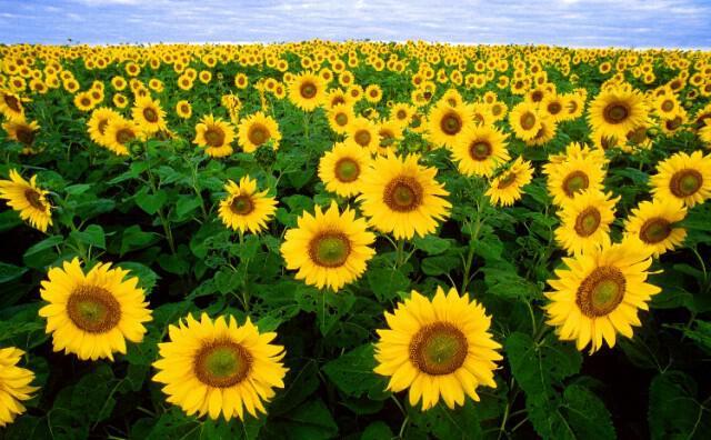 92523-Sunflowers