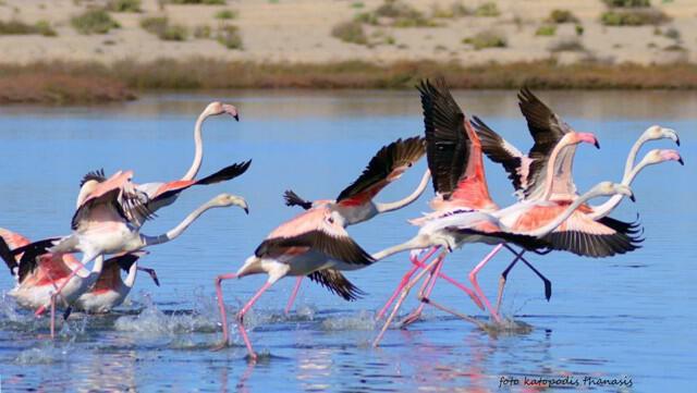 flamingos-katopodis