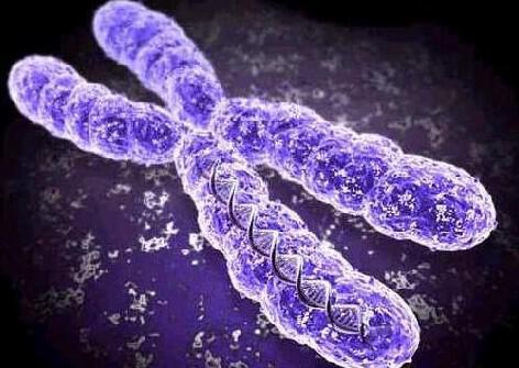DNA xromosoma1