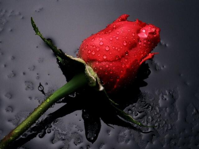Beautiful-Red-Rose-Wallpaper-colors-34511935-1024-768